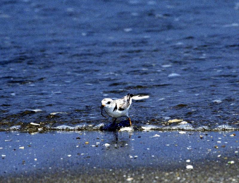 Piping Plover (Charadrius melodus) {!--노래물떼새-->; DISPLAY FULL IMAGE.