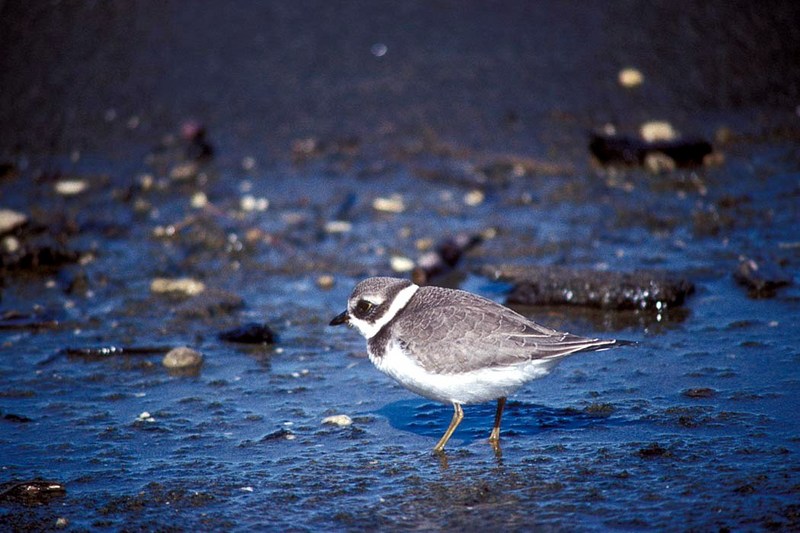 Semipalmated Plover (Charadrius semipalmatus) {!--물갈퀴물떼새-->; DISPLAY FULL IMAGE.