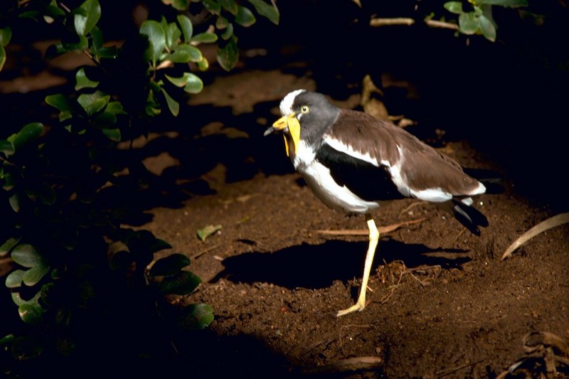 White-headed Lapwing (Vanellus albiceps) {!--흰머리물떼새(아프리카)-->; DISPLAY FULL IMAGE.