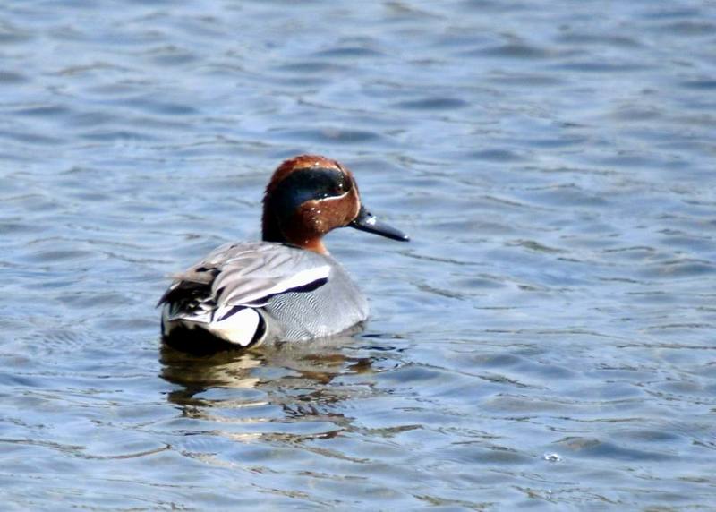 Common Teal (Anas crecca) {!--쇠오리-->; DISPLAY FULL IMAGE.