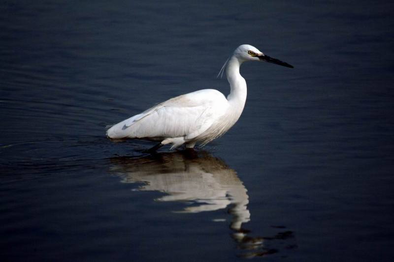 Little Egret (Egretta garzetta garzetta) {!--쇠백로-->; DISPLAY FULL IMAGE.