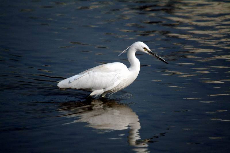 Little Egret (Egretta garzetta garzetta) {!--쇠백로-->; DISPLAY FULL IMAGE.