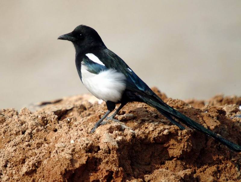 Black-billed Magpie (Pica pica) {!--까치-->; DISPLAY FULL IMAGE.