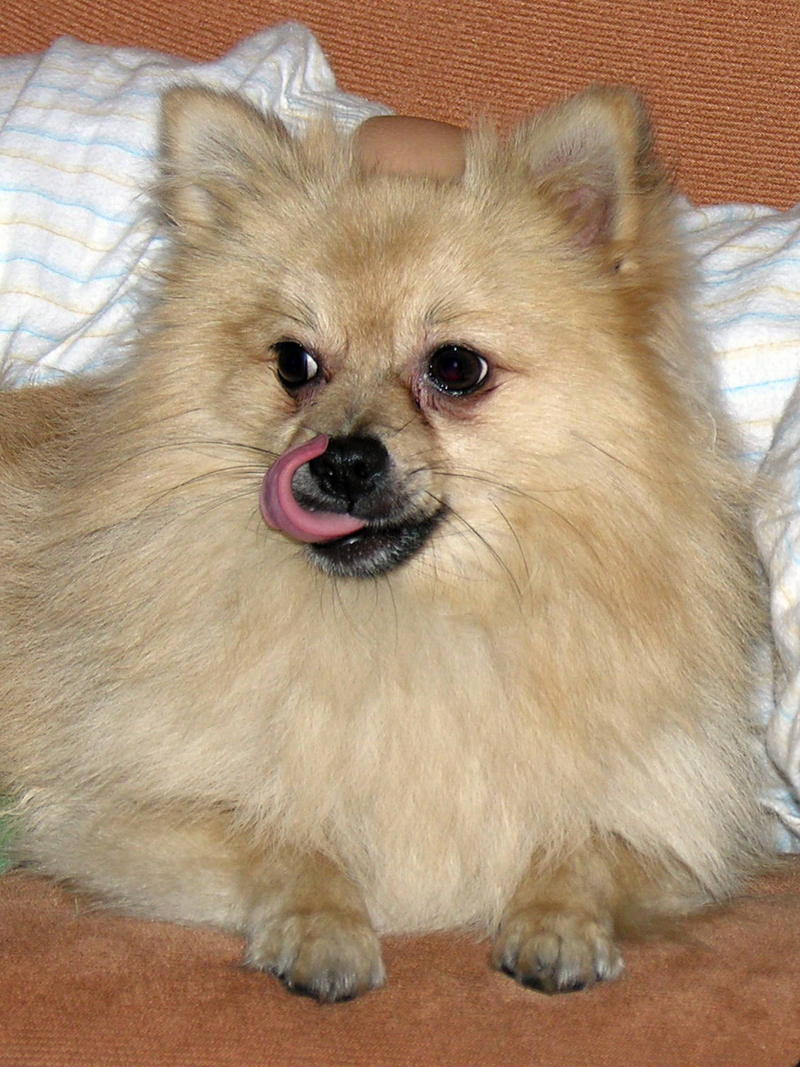 Dog - Pomeranian; DISPLAY FULL IMAGE.