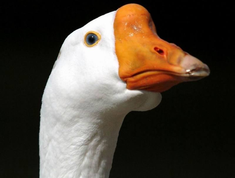 Swan Goose (Anser cygnoides) {!--중국거위-->; DISPLAY FULL IMAGE.