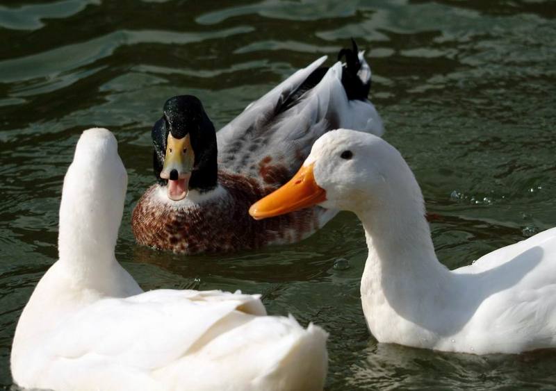 Domestic Ducks (Anas platyrhynchos domesticus) {!--집오리(흰오리)-->; DISPLAY FULL IMAGE.