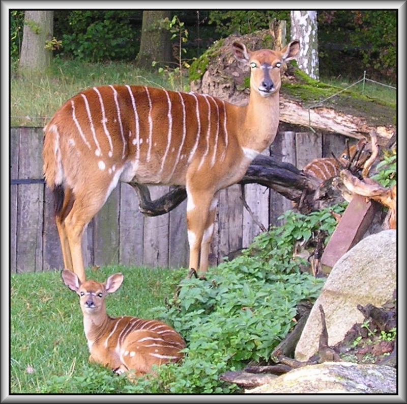 nyala; DISPLAY FULL IMAGE.