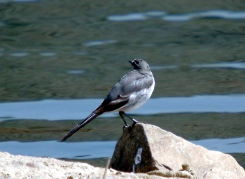 Black-backed Wagtail (Motacilla lugens) {!--백할미새-->; DISPLAY FULL IMAGE.