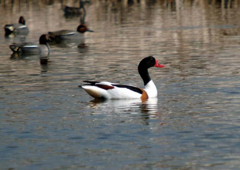 Common Shelduck (Tadorna tadorna) {!--혹부리오리-->; DISPLAY FULL IMAGE.