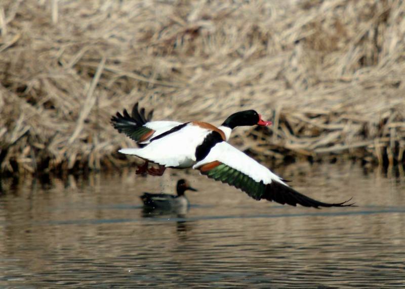 Common Shelduck in flight (Tadorna tadorna) {!--혹부리오리-->; DISPLAY FULL IMAGE.