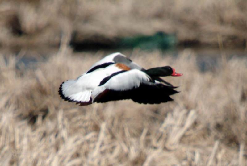 Common Shelduck in flight (Tadorna tadorna) {!--혹부리오리-->; DISPLAY FULL IMAGE.