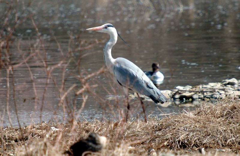 Grey Heron (Ardea cinerea) {!--왜가리-->; DISPLAY FULL IMAGE.