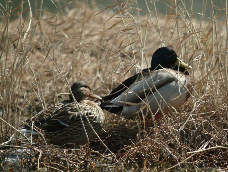 Mallard Ducks (Anas platyrhynchos) {!--풀섶에서 쉬는 청둥오리 한쌍-->; DISPLAY FULL IMAGE.