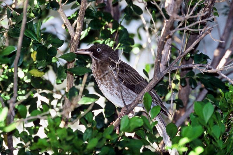 Pearly-eyed Thrasher (Margarops fuscatus) {!--보석눈지빠귀사촌-->; DISPLAY FULL IMAGE.