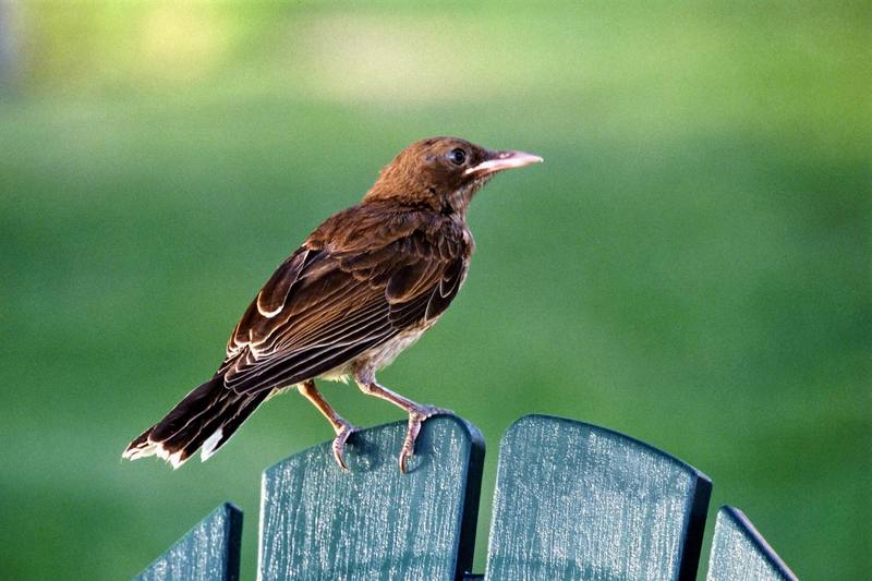 Pearly-eyed Thrasher (Margarops fuscatus) {!--보석눈지빠귀사촌-->; DISPLAY FULL IMAGE.