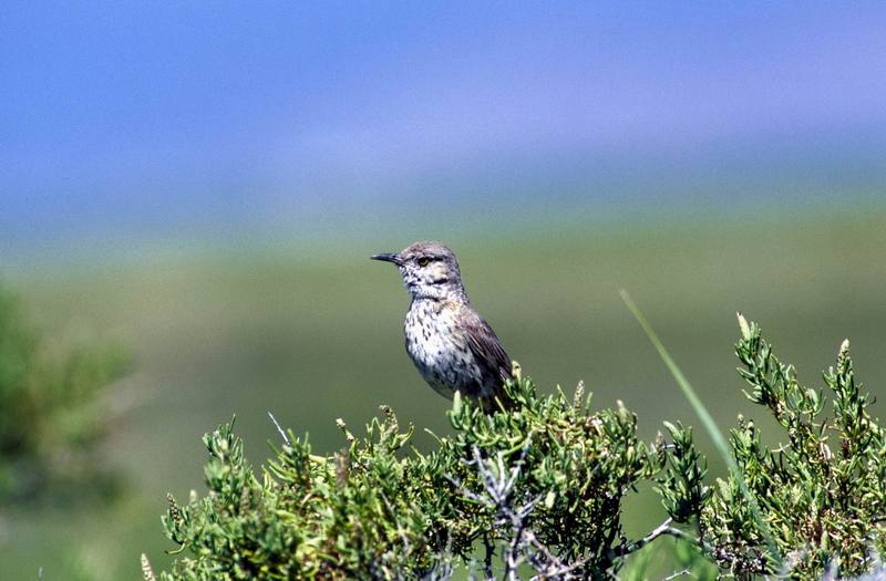 Sage Thrasher (Oreoscoptes montanus) {!--가슴줄무늬지빠귀사촌-->; DISPLAY FULL IMAGE.