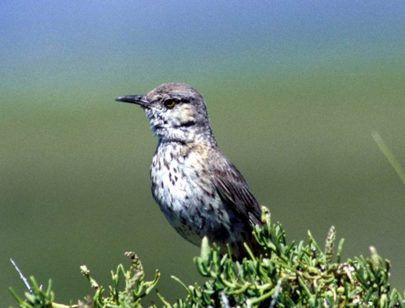 [Cropped] Sage Thrasher (Oreoscoptes montanus) {!--가슴줄무늬지빠귀사촌-->; DISPLAY FULL IMAGE.