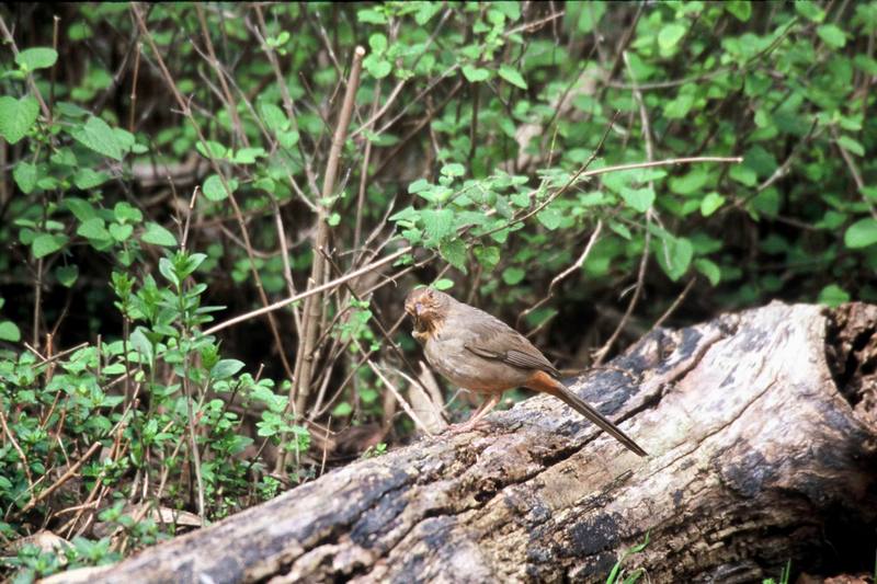 Canyon Towhee (Pipilo fuscus) {!--갈색발풍금새-->; DISPLAY FULL IMAGE.