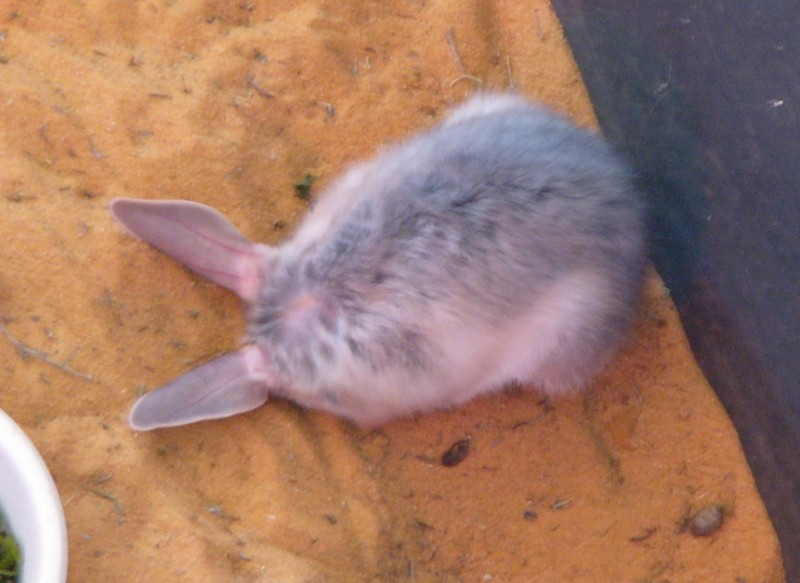 Easter Bilby 2; DISPLAY FULL IMAGE.