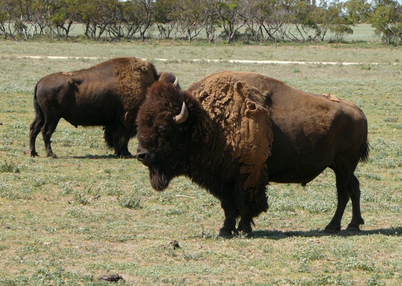 Bison 2; DISPLAY FULL IMAGE.