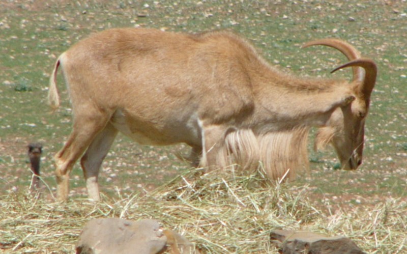 Barbary sheep; DISPLAY FULL IMAGE.