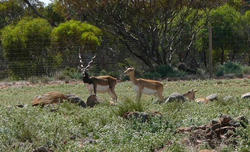 Black buck; DISPLAY FULL IMAGE.