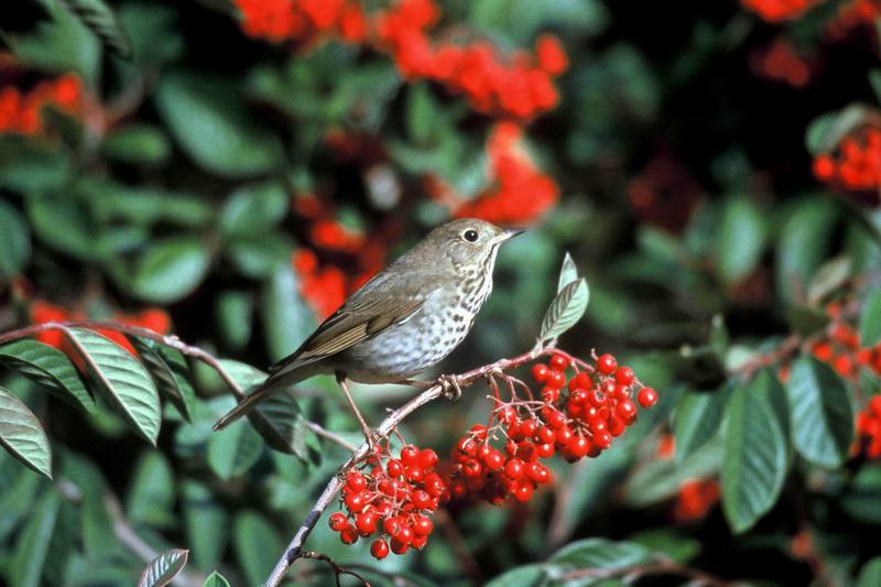 Hermit Thrush (Catharus guttatus) {!--붉은꼬리지빠귀-->; DISPLAY FULL IMAGE.