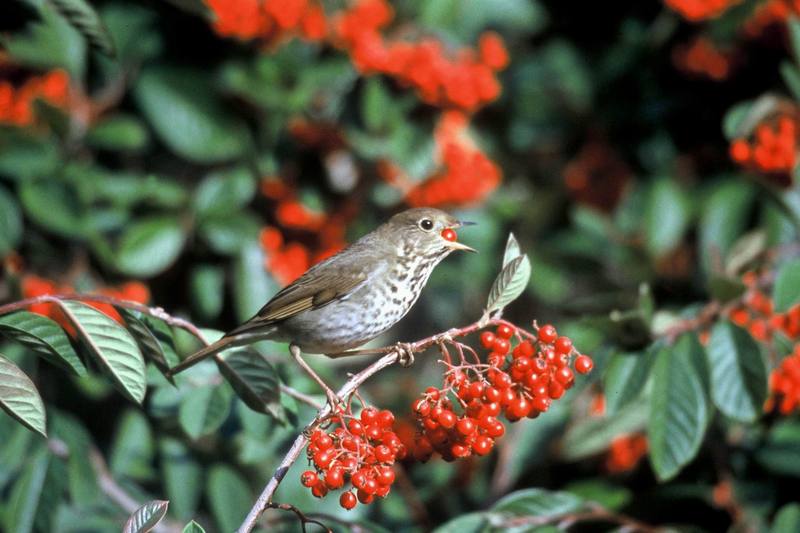 Hermit Thrush (Catharus guttatus) {!--붉은꼬리지빠귀-->; DISPLAY FULL IMAGE.