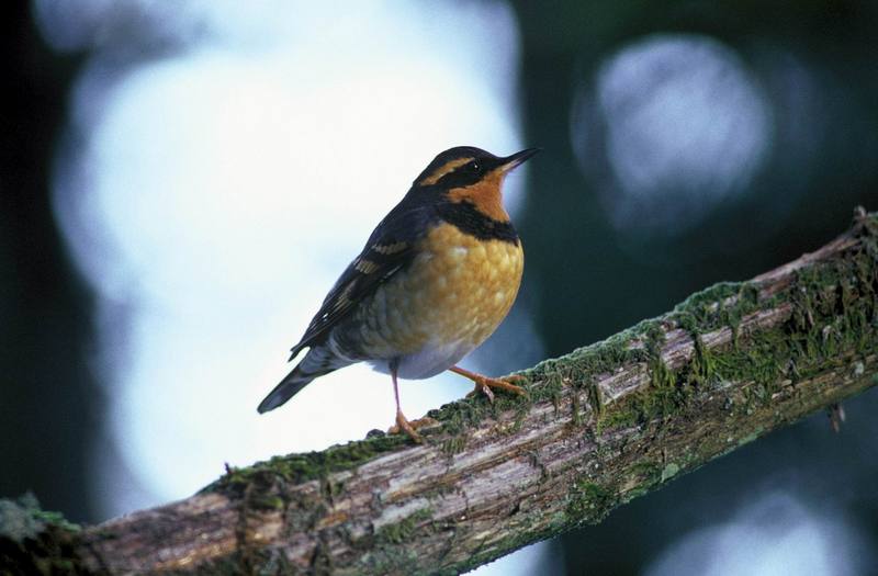 Varied Thrush (Ixoreus naevius) {!--노란눈썹지빠귀-->; DISPLAY FULL IMAGE.