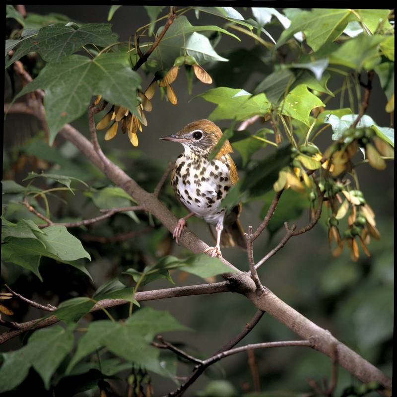 Wood Thrush (Hylocichla mustelina) {!--숲지빠귀-->; DISPLAY FULL IMAGE.