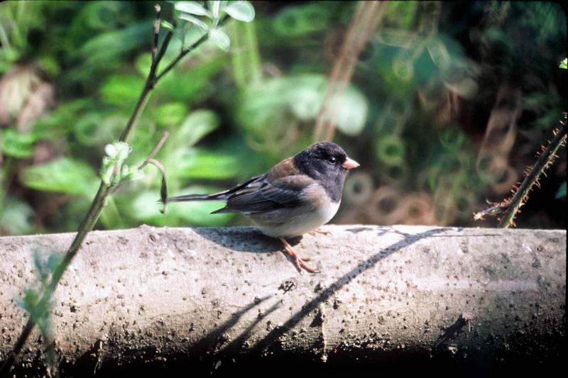 Dark-eyed Junco (Junco hyemalis) {!--검은눈방울새-->; DISPLAY FULL IMAGE.