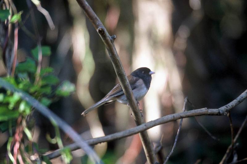 Dark-eyed Junco (Junco hyemalis) {!--검은눈방울새-->; DISPLAY FULL IMAGE.