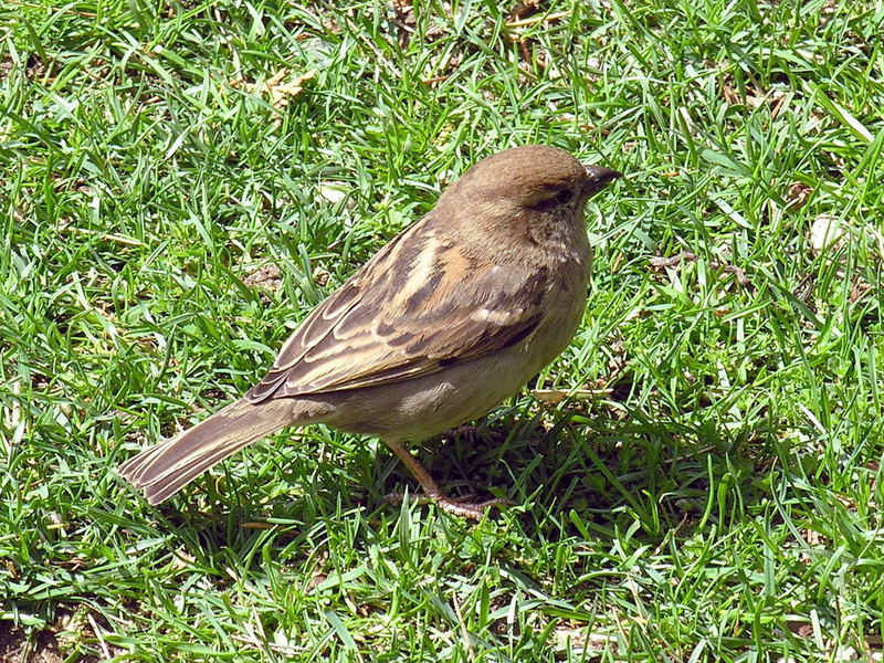 a HOUSE SPARROW (passer domesticus); DISPLAY FULL IMAGE.
