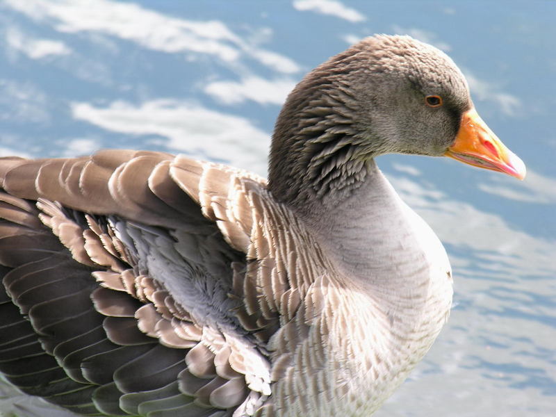 Greylag Goose; DISPLAY FULL IMAGE.