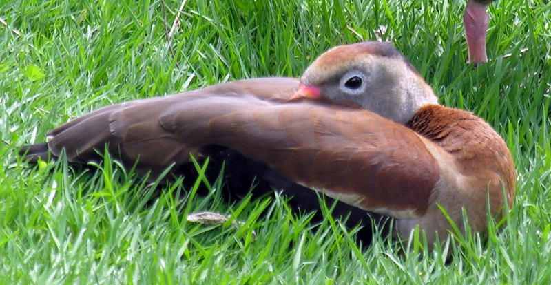 Black-bellied Whistling-Duck; DISPLAY FULL IMAGE.