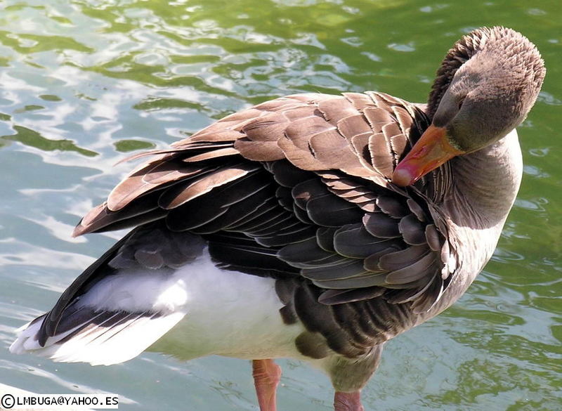 Greylag Goose; DISPLAY FULL IMAGE.