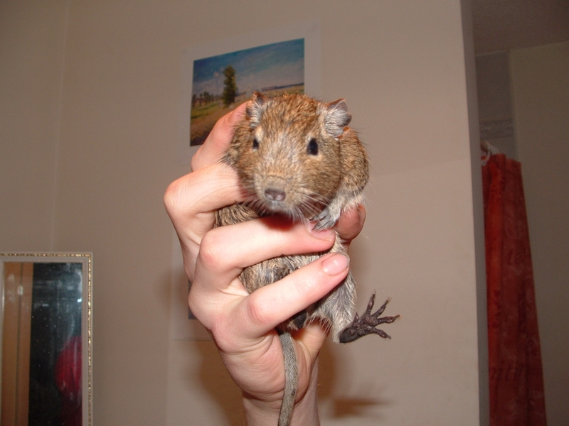 Male Degu!; DISPLAY FULL IMAGE.
