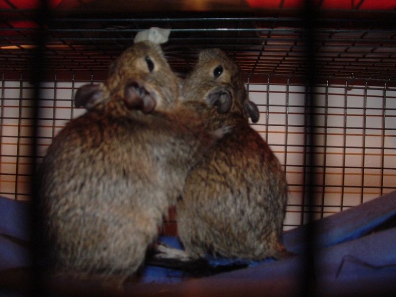 Hugging Degus!; DISPLAY FULL IMAGE.