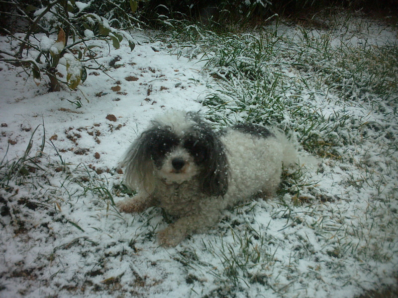 my poodle; DISPLAY FULL IMAGE.