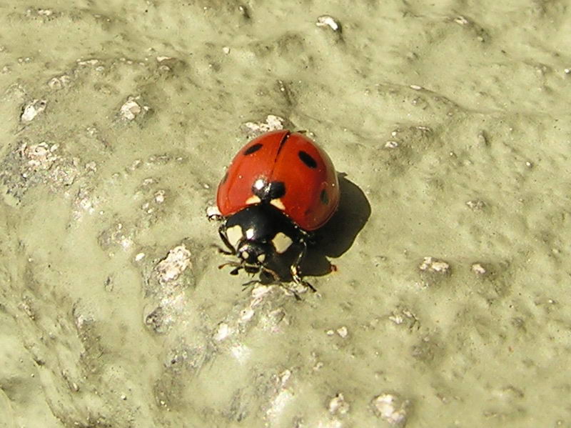 lady bug; DISPLAY FULL IMAGE.