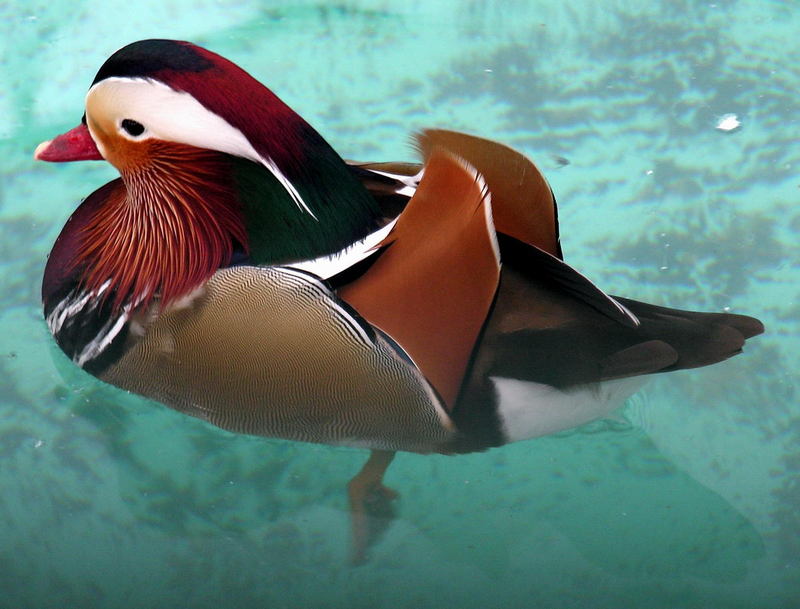 Aix galericulata; DISPLAY FULL IMAGE.
