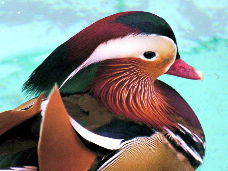 Aix galericulata; DISPLAY FULL IMAGE.