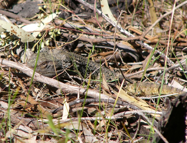 spot the dragon ( lizard); DISPLAY FULL IMAGE.