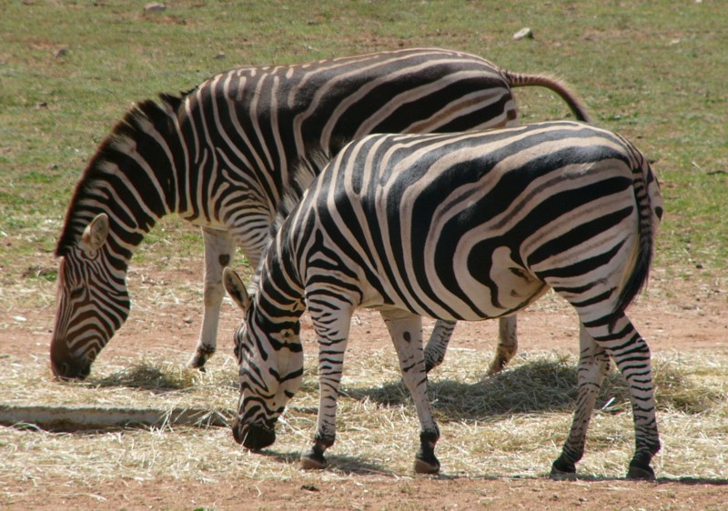 zebras; DISPLAY FULL IMAGE.