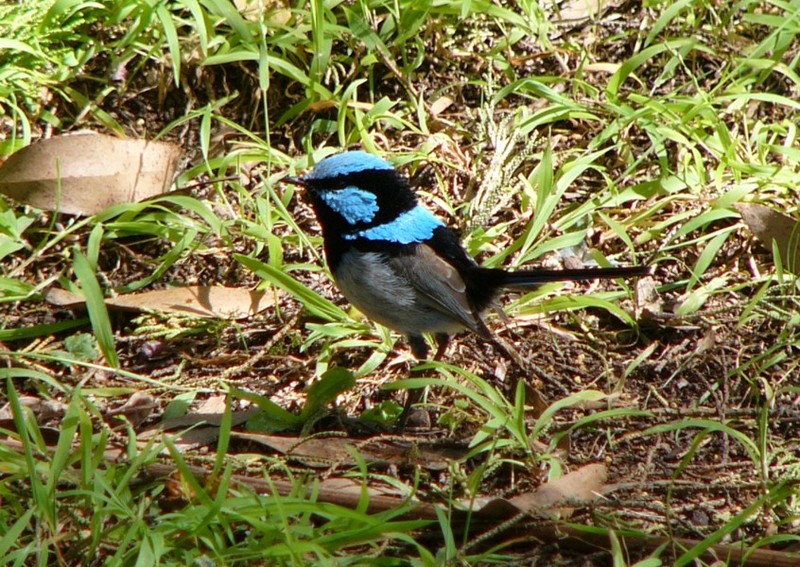 Fairy wren 3; DISPLAY FULL IMAGE.