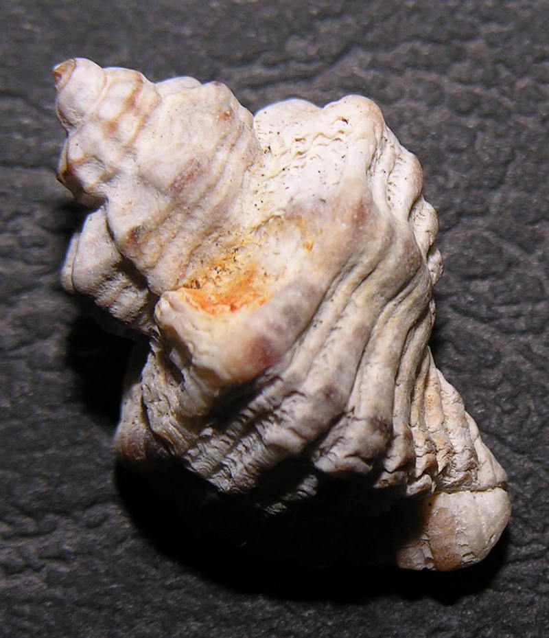 shell 01; DISPLAY FULL IMAGE.