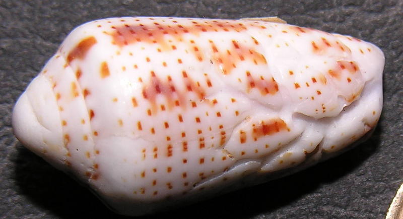 shell 02; DISPLAY FULL IMAGE.