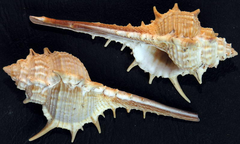 shell 09; DISPLAY FULL IMAGE.