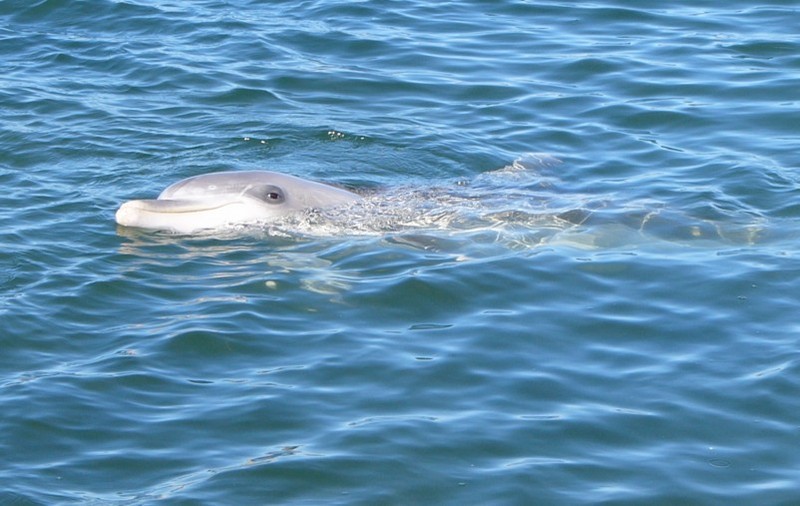 dolphin; DISPLAY FULL IMAGE.
