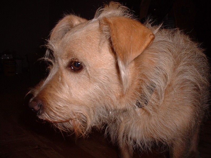 dog; DISPLAY FULL IMAGE.
